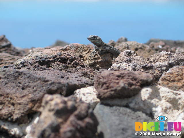 28011 Lizard on volcanic rocks and blue sky